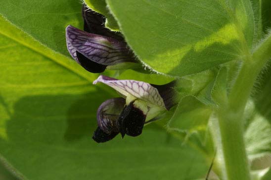 Vesce de Narbonne - Vicia narbonensis 