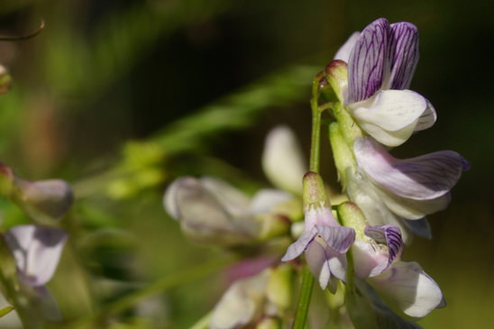 Vesce des bois - Ervilia sylvatica 