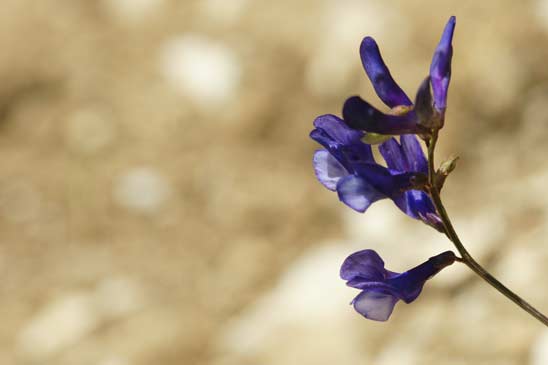 Vesce faux-sainfoin - Vicia onobrychioides  