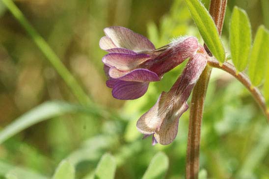 Vesce striée - Vicia pannonica 