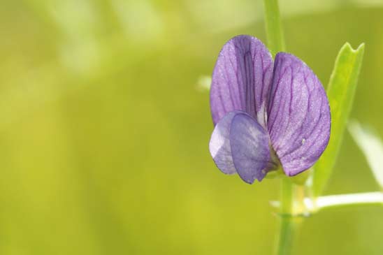 Vesce voyageuse - Vicia peregrina 