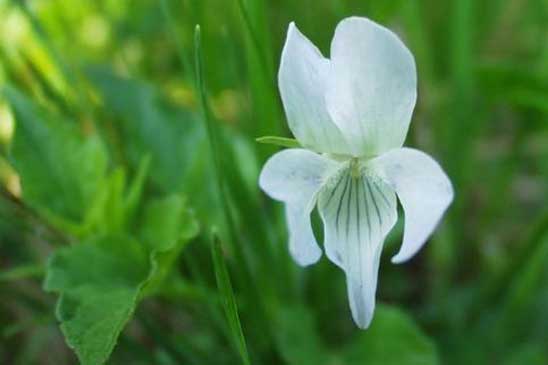 Violette de Jordan - Viola jordanii 