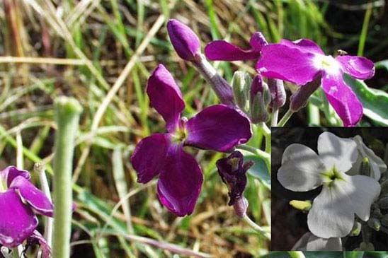 Violier - Matthiola incana subsp. incana