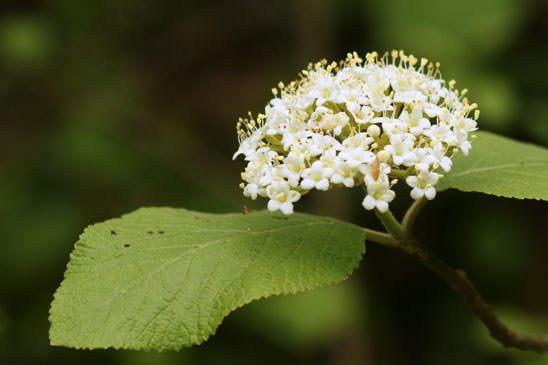 Viorne lantane - Viburnum lantana 