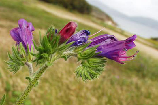 Vipérine à feuilles de plantain - Echium plantagineum 