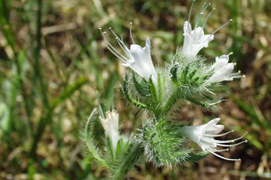 Vipérine d'Italie - Echium italicum subsp. italicum