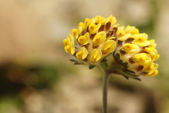 Vulnéraire - Anthyllis vulneraria subsp. vulneraria